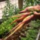 fruit, flowers, herbs & veges