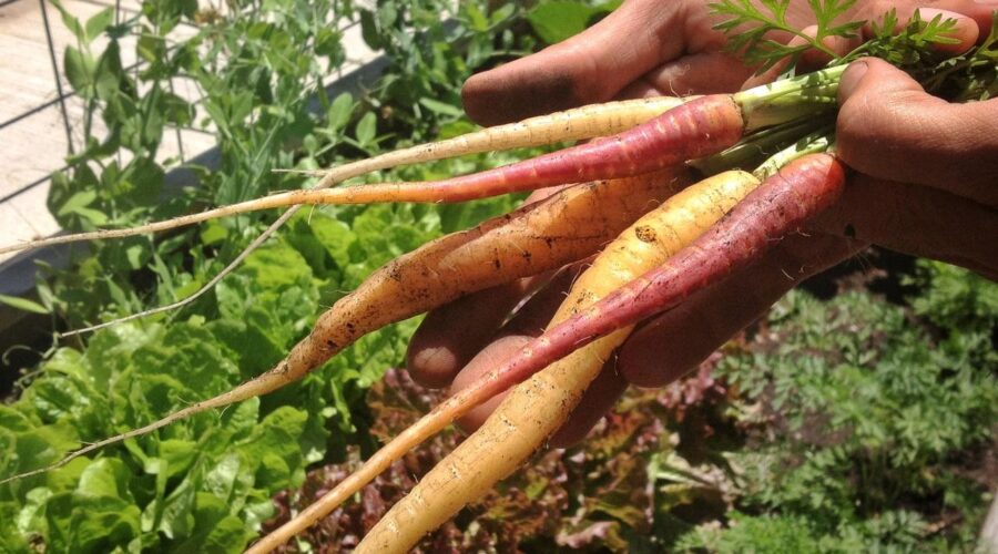 fruit, flowers, herbs & veges